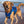 Dog Buoyancy Aid